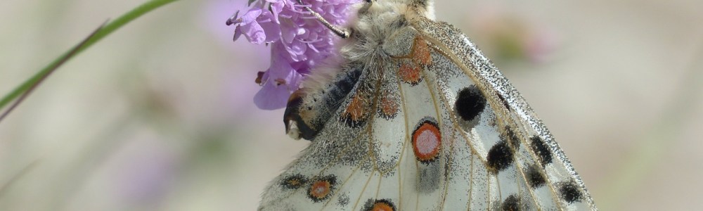 butterfly on flower