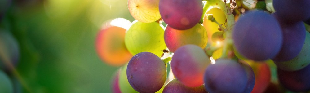 grapes on a vine