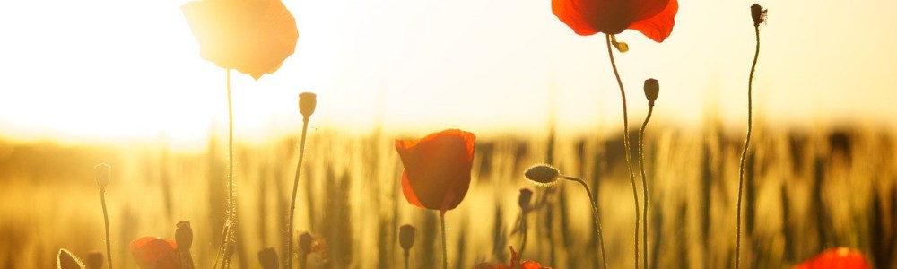SUNSET poppy flowers in a field