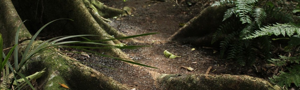 Tree Roots