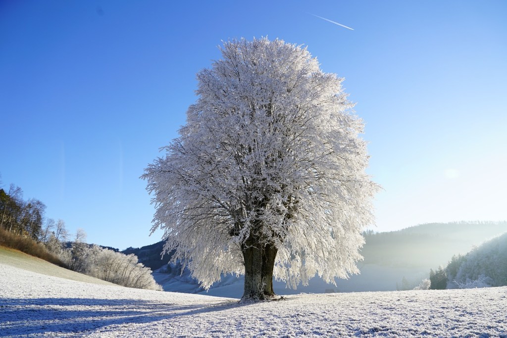 tree in winter covered with snow