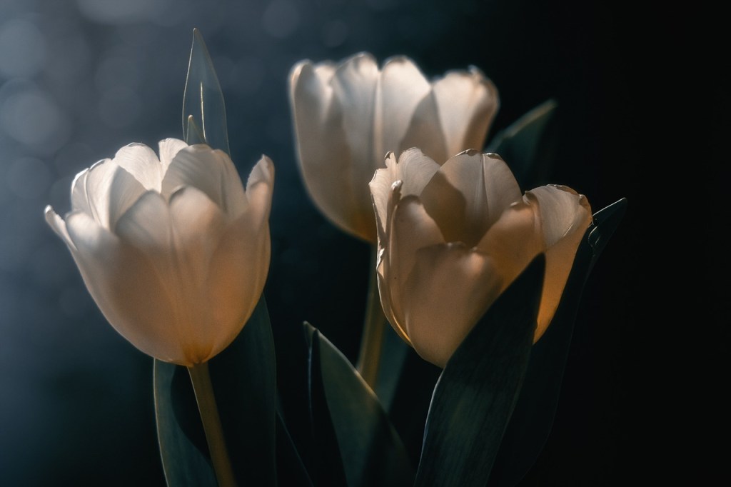 tulips, flowers, spring