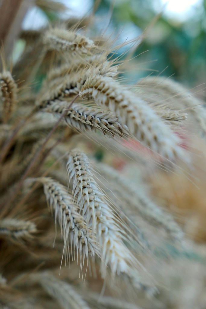 wheat, grain