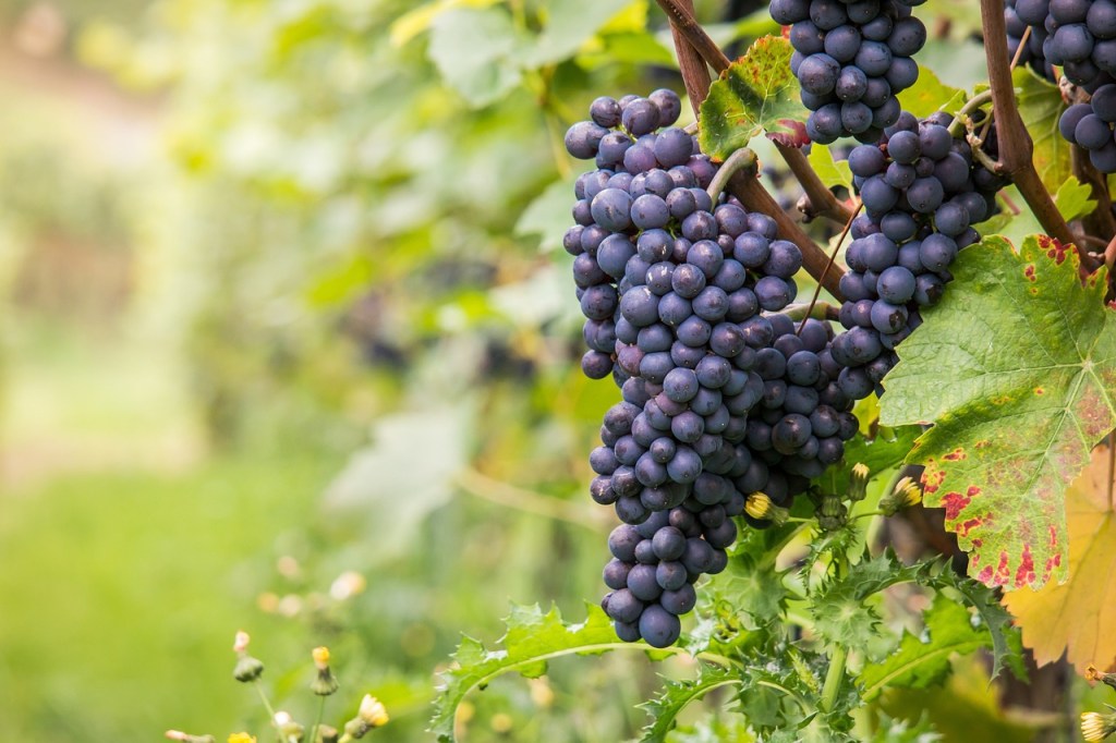 purple grapes on a vine, fruits