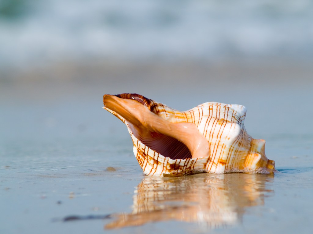 seashell on the beach shore